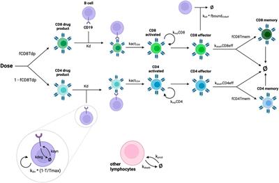 A multi-scale semi-mechanistic CK/PD model for CAR T-cell therapy